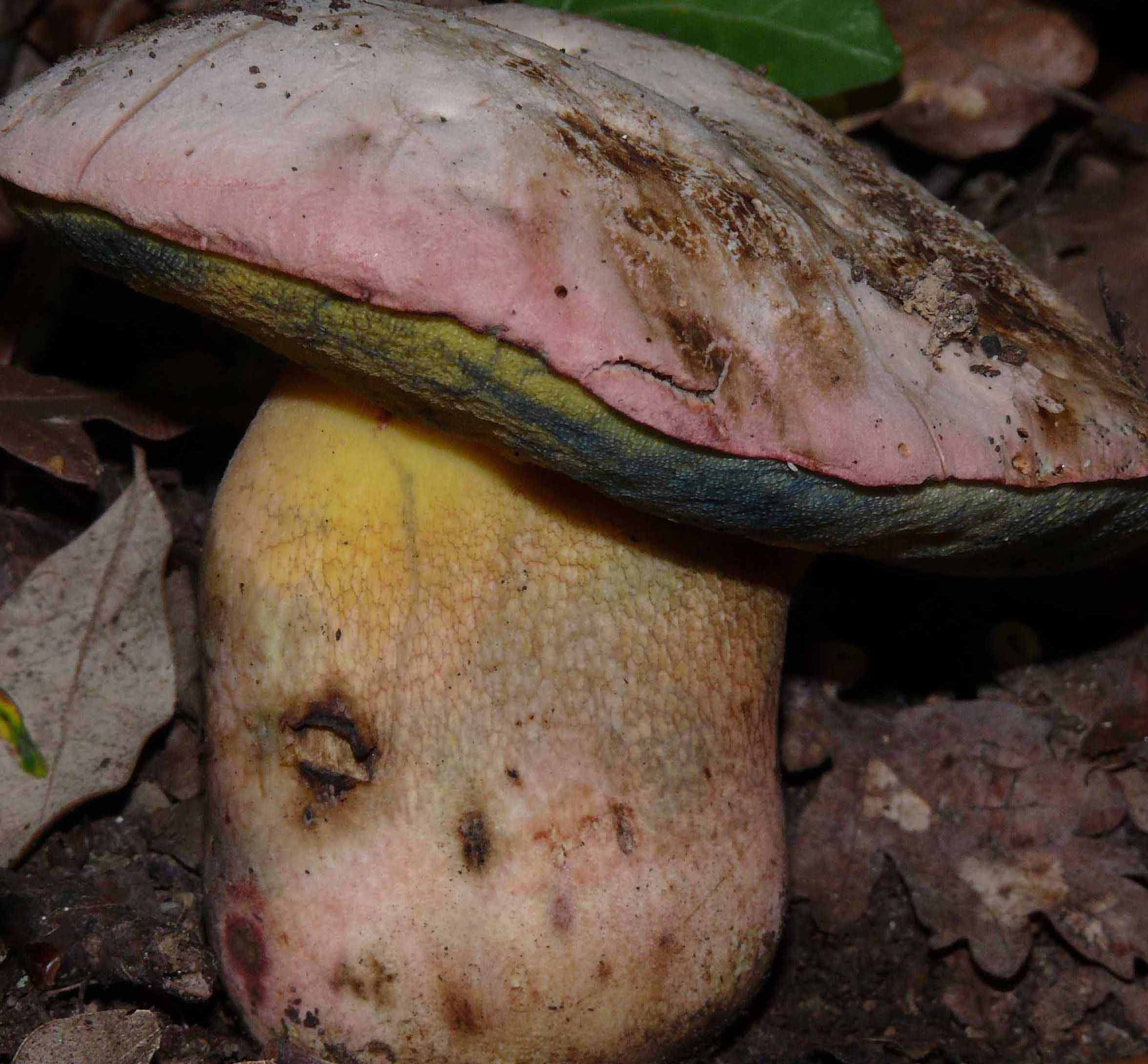 Boletus roseo